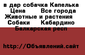 в дар собачка Капелька › Цена ­ 1 - Все города Животные и растения » Собаки   . Кабардино-Балкарская респ.